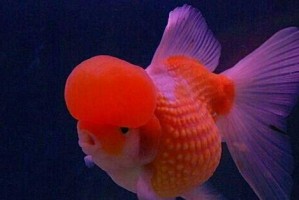 水中的艳丽天使——草种金鱼与龙种金鱼的世界（探寻水族世界中的绚烂多彩与神秘多样）