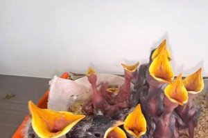 如何正确给雏鸟喂食（营养均衡的饮食是健康成长的关键）