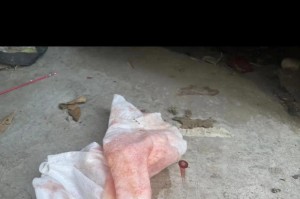 流浪猫绝育后的幸福归宿（保护无家可归的猫咪，绝育是重要的一步）
