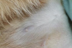 肚子上长黑点的原因及预防方法（探究肚子上长黑点的成因，帮你避免困扰）