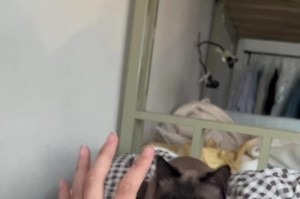暹罗猫的日常护理（如何给暹罗猫提供最佳护理）