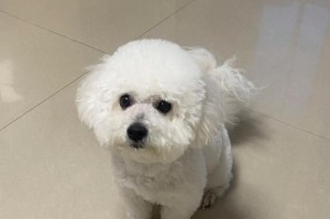 比熊犬的养护宝典（5大饲养方法，助你打造健康快乐的比熊伙伴）