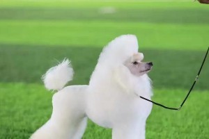 如何美容你的泰迪犬（一步步教你打造可爱的泰迪宝贝）