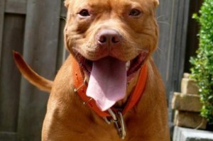 如何挑选纯种比特犬（看懂比特犬纯不纯的关键）