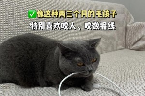 猫咪为何经常咬人？（探究猫咪咬人的原因及应对方法）