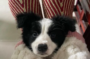 如何科学地为边境牧羊犬提供营养？