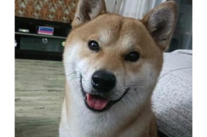 狗狗的成年时期（从小可爱到成年宠物，了解狗狗何时算成年）