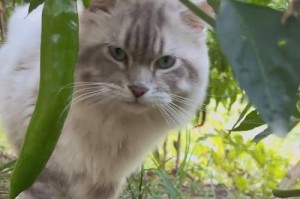 小猫为什么吃得多？（探究小猫食量大的原因及对健康的影响）