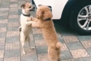 狗狗绝育（确保宠物健康与控制繁殖帮助你了解狗狗绝育的全过程）