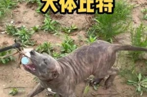以比特犬为主题的剪耳朵现象（为什么比特犬经常接受剪耳朵手术？）
