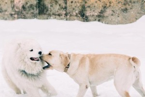 萨摩耶犬的训练项目（培养爱护、行为规范的优秀宠物）
