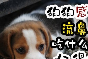 小狗感冒了怎么办？（小狗感冒了吃什么才能康复？）