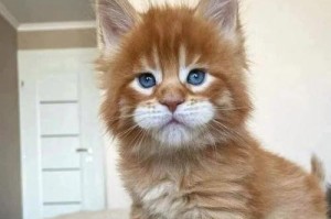 猫的耳朵之谜（猫耳朵解析）
