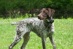 如何正确饲养德国刚毛指示犬（以宠物为主，关爱你的忠诚伙伴）