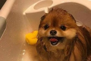 打造博美犬最美的造型（从梳理到打扮，让你的爱宠更加迷人动人）