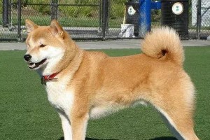 如何挑选适合自己的柴犬（了解柴犬价格，为您的家庭选择最佳伴侣）
