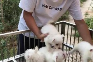 狗下完崽后的状态及注意事项（狗下完崽后如何照顾和观察狗妈妈的变化）