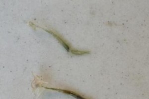 揭秘蜥蜴寄生虫的奇特外貌和生活习性（揭开蜥蜴寄生虫的面纱，探索它的生存之道）