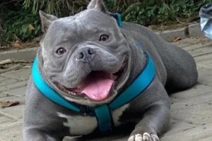 如何安全地饲养恶霸犬（从培训到环境创造，给您的宠物提供最佳的关爱）