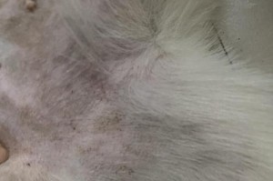 老年狗身上的黑点是什么？（黑点是狗体内色素沉着的表现）