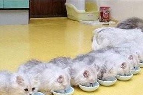小猫喂养指南（适合小猫的饮食频率和时长，让你成为贴心的猫妈妈（）