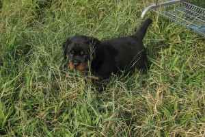 养罗威纳幼犬，打针是必备之道（全面保护幼犬健康，打针不可缺少）