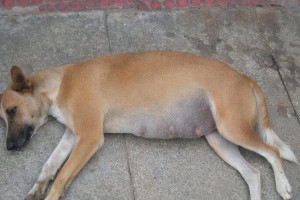 狗狗怀孕前期症状一览（详解狗狗怀孕前期的15个明显症状）