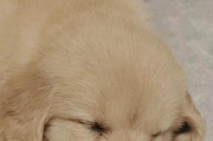 为什么狗狗总是睡觉咳嗽？（探索狗狗睡觉时咳嗽的原因与解决方法）
