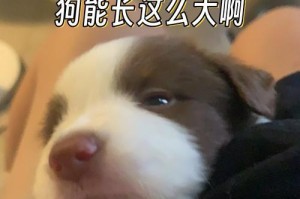 为什么狗狗喜欢吃人屎？（探究狗狗食用人屎的原因及对健康的影响）