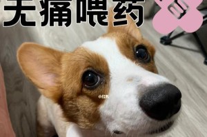 喂泰迪吃药片的正确方法（以宠物为主，教你如何喂泰迪吃药片）