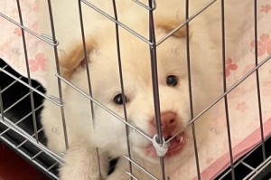 狗的睡眠习性与时间安排（揭秘狗的睡眠规律及其关键因素）