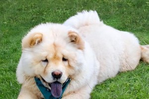如何训练松狮犬站立和作揖（宠物爱好者必看，让你的松狮犬变身萌萌哒）