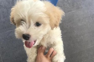 为什么狗狗总是舔我脚？（探究狗狗舔脚行为的原因与意义）