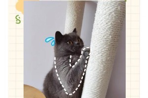 宠物猫3个月时需要打哪些疫苗？（了解猫咪疫苗接种时间表，为宠物健康护航）