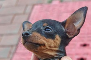 小鹿犬养护指南（如何正确照顾小鹿犬，让它健康快乐）