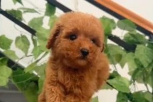 泰迪养护（了解泰迪的消费明细和注意事项）