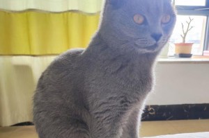猫为何以弓着背坐着？（探寻猫咪坐姿的原因与意义）