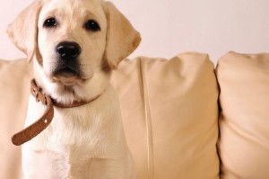 小金毛幼犬期的饮食和注意事项（为新手狗主人准备的小金毛饮食指南）