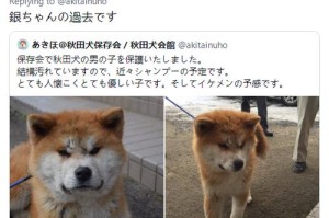 秋田犬饮食全攻略（以宠物为主，健康饮食最重要）
