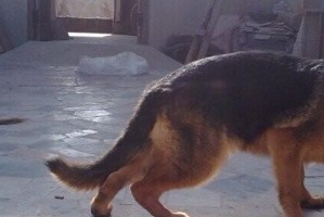 探究以马犬为什么后腿站不稳（以马犬后腿站立异常的原因及治疗方法）