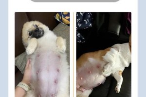 小狗配窝后的反应（小狗配窝后的行为和适应）
