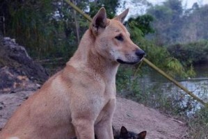 田园犬差别之谜（探索田园犬品种的多样性和遗传特征）