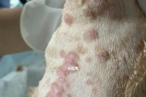 防治狗狗皮肤病，让宠物健康快乐（掌握6个关键步骤，呵护宠物的皮肤健康）