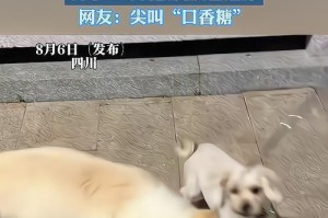 狗狗的挠人行为之谜（为什么狗狗喜欢挠你？——探究其原因与解决办法）