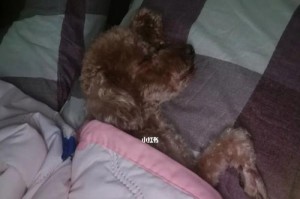 狗狗睡觉不盖被子的影响（宠物护理常识）