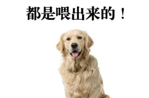 小狗产后护理（小狗生宝宝后应该避免的食物和需要关注的事项）