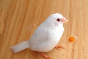 燕雀宠物饲养全攻略（从选购到养护，一步步教你如何呵护小小鸟）