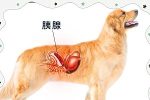 狗狗胰腺炎的治疗方法（探索胰腺炎治疗的关键方法及注意事项）