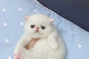 异国短毛猫的丰富多彩毛色（探索异国短毛猫不同颜色的迷人之处）