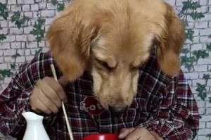 狗为什么会有时吃人？（探索狗吃人行为背后的原因与解读）